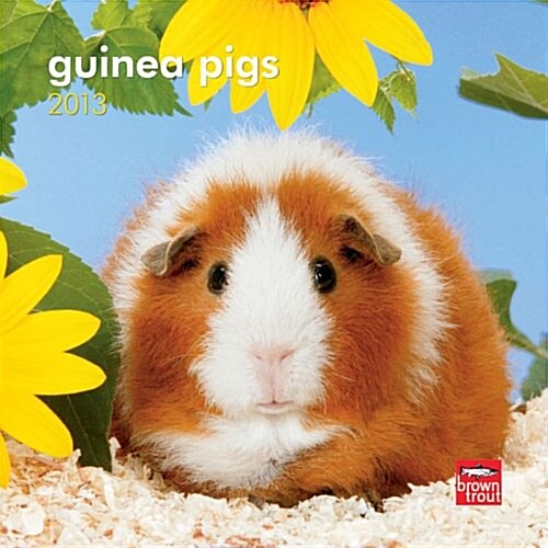 Guinea Pigs 2013 7X7 Mini (Calendar, Min Wal)