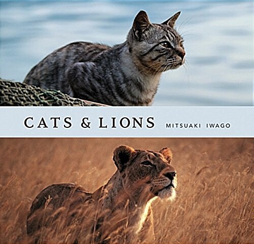 Cats & Lions (Hardcover)