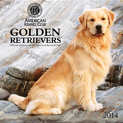 2014 Golden Retrievers - American Kennel Club Wall (Calendar, Wal)