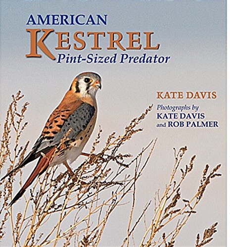 American Kestrel: Pint-Sized Predator (Paperback)