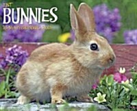 Just Bunnies 18-Month 2015 Calendar (Paperback, Wall)