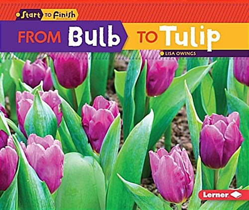 From Bulb to Tulip (Paperback)