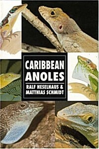Caribbean Anoles (Herpetology series) (Paperback)