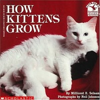 How kittens grow 