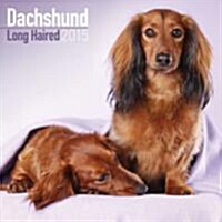 Dachshund (Longhaired) 2015