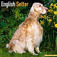 English Setter 2015