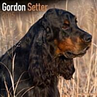 Gordon Setter 2015