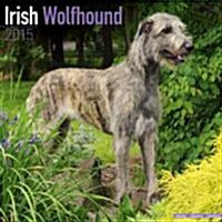 Irish Wolfhound 2015