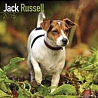 Jack Russell 2015