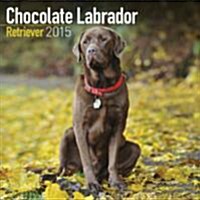 Labrador Retriever (Chocolate) 2015