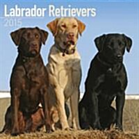 Labrador Retriever (Mixed) 2015