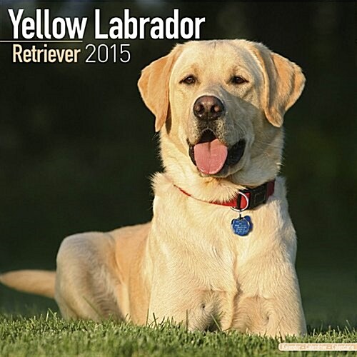 Labrador Retriever (Yellow) 2015