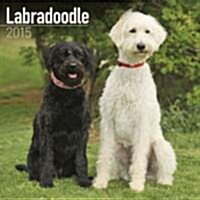 Labradoodle 2015