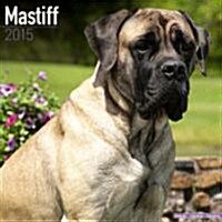 Mastiff 2015