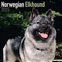 Norwegian Elkhound 2015