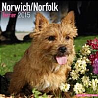 Norwich/Norfolk Terrier 2015