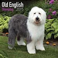 Old English Sheepdog 2015