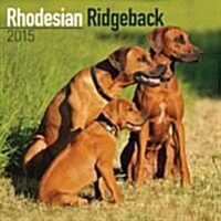 Rhodesian Ridgeback 2015