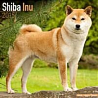 Shiba Inu 2015