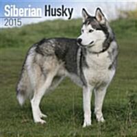 Siberian Husky 2015