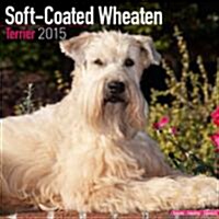 Softcoated Wheaten Terrier 2015