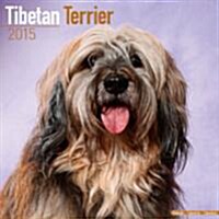 Tibetan Terrier 2015