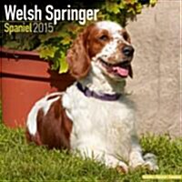 Welsh Springer Spaniel 2015