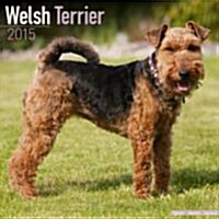 Welsh Terrier 2015