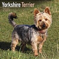 Yorkshire Terrier 2015