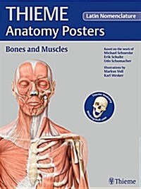 Thieme Anatomy Posters Bones and Muscles, Latin Nomeclature (Paperback)