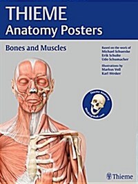 Thieme Anatomy Posters Bones and Muscles (Paperback)