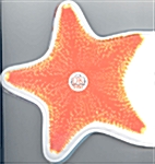 DK Starfish (Bath Book)