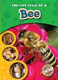 The Life Cycle of a Bee (Paperback)