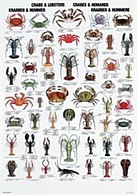 Crabs and Lobsters Special Type L Wallchart (Paperback)