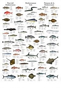 Mediterranean Fish: Type H Wallchart (Paperback)