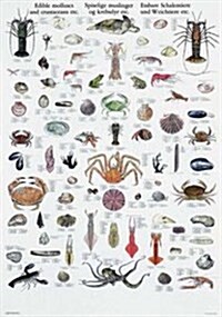 Edible Molluscs Special: Type D Wallchart (Paperback)