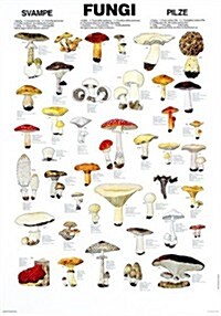 Fungi : Type Y Wallchart (Paperback)