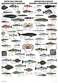 Arctic Fish Type Kk Wallchart (Paperback)