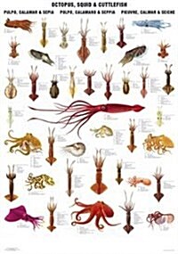 Octopus, Squid and Cuttlefish : Type JJ Wallchart (Paperback)