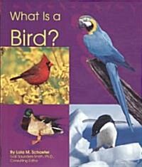 What Is a Bird? (Paperback)