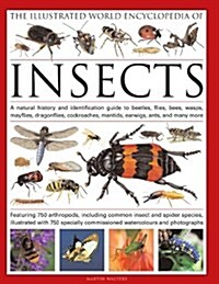 The Illustrated World Encyclopaedia of Insects : A Natural History and Identification Guide to Beetles, Flies, Bees Wasps, Springtails, Mayflies, Ston (Hardcover)