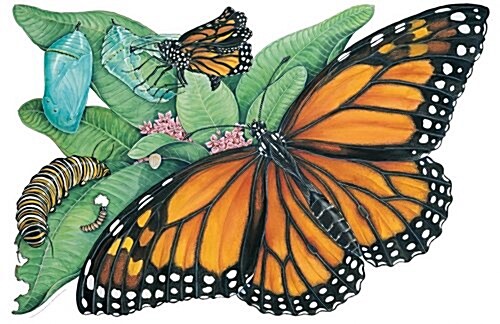 Metamorphosis of a Butterfly (Board Game)