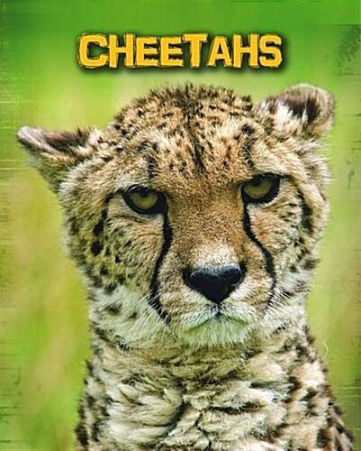 Cheetahs (Paperback)