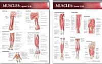 Lippincott Williams & Wilkins Atlas of Anatomy Musculature Chart Set (Chart)