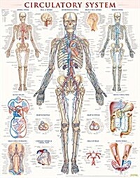 Circulatory System Poster (22 X 28 Inches) - Laminated: A Quickstudy Anatomy Reference (Loose Leaf)