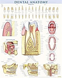 Dental Anatomy Poster (22 X 28 Inches) - Laminated: A Quickstudy Reference (Loose Leaf)