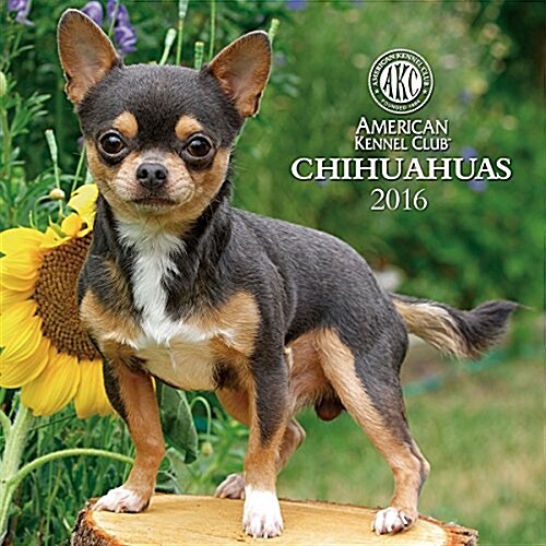 Cal 2016 Chihuahuas (Wall)