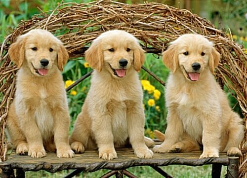 Just Goldens Jigsaw Puzzle (Board Games)