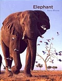 Elephant (Hardcover, BIG)