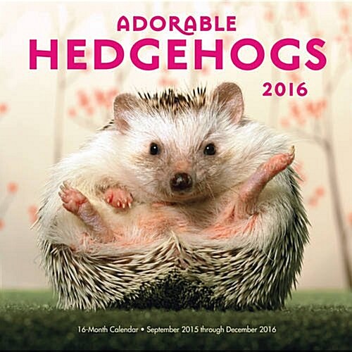 Adorable Hedgehogs (Wall, 2016)